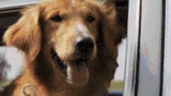 盘点世上的狗狗,盘点那些汪星人和喵星人