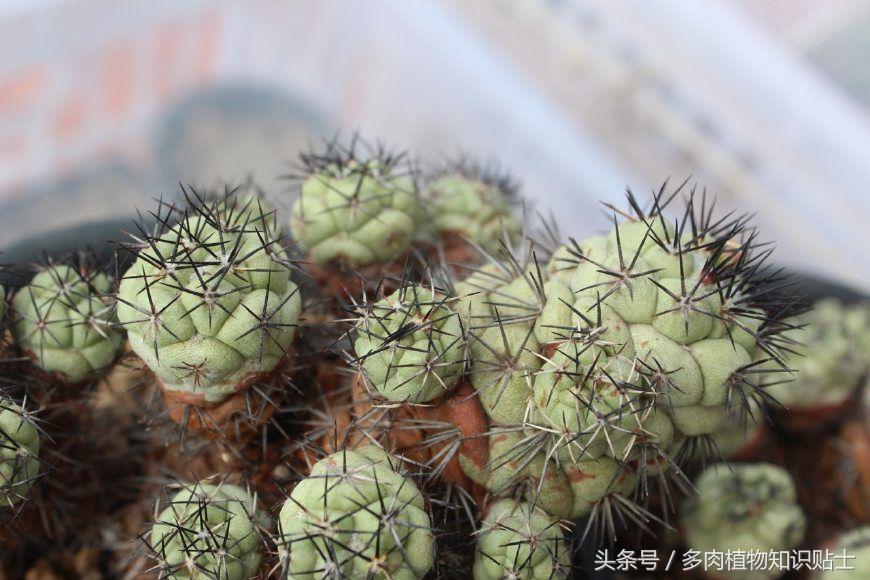 仙人球帝王丸育种,帝王丸仙人球造景