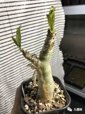 多肉万象最贵的品种,玉露多肉最贵多少钱一棵