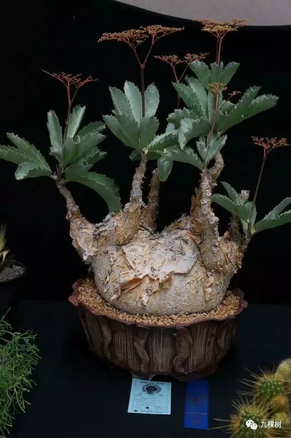 多肉万象最贵的品种,玉露多肉最贵多少钱一棵