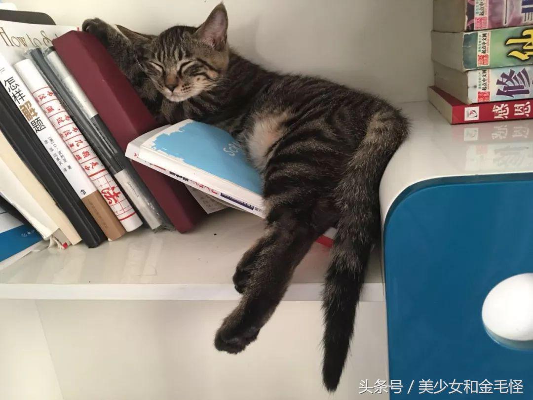 喜欢洗澡的布偶猫,喜欢洗澡的猫品种