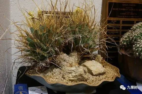 多肉万象最贵的品种,全世界最贵的多肉植物都有哪些