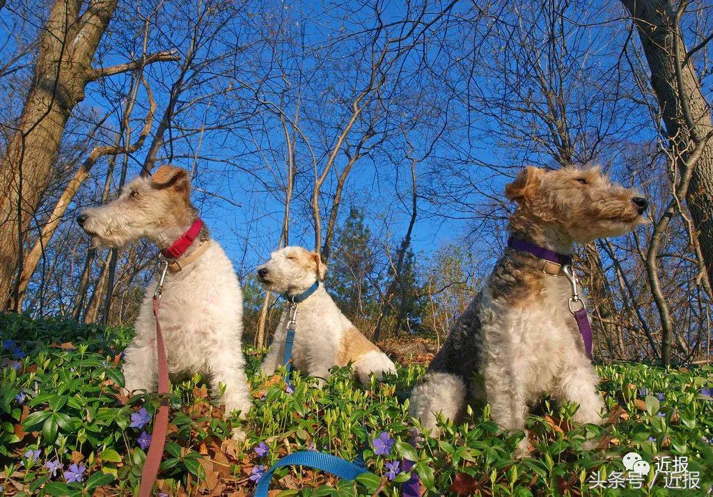 你没见过的萌宠,你没见过的宠物