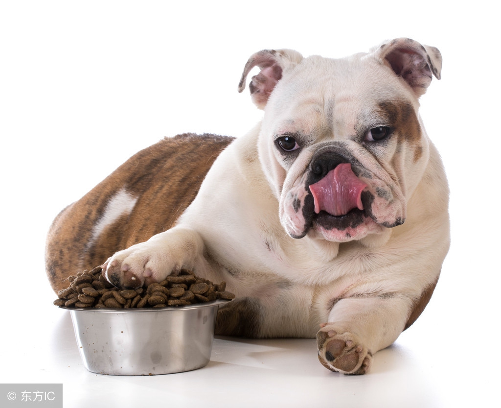 萌宠养宠攻略,萌宠指南怎么训练狗