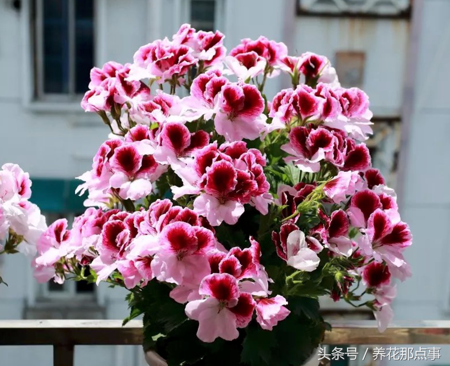 鍏ュ啲闃冲彴鑺辨捣,鍏ュ啲杩樿兘鐪嬪埌鑺辨捣