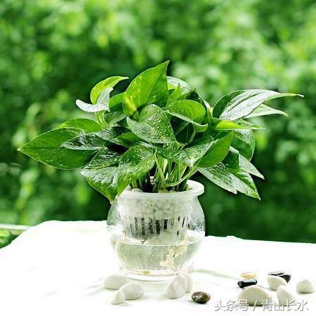 绿萝水培黄叶和烂根什么原因,水培绿萝烂根黄叶家庭小妙招