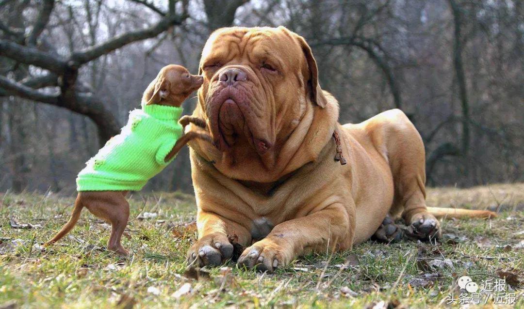 你没见过的萌宠,你没见过的宠物