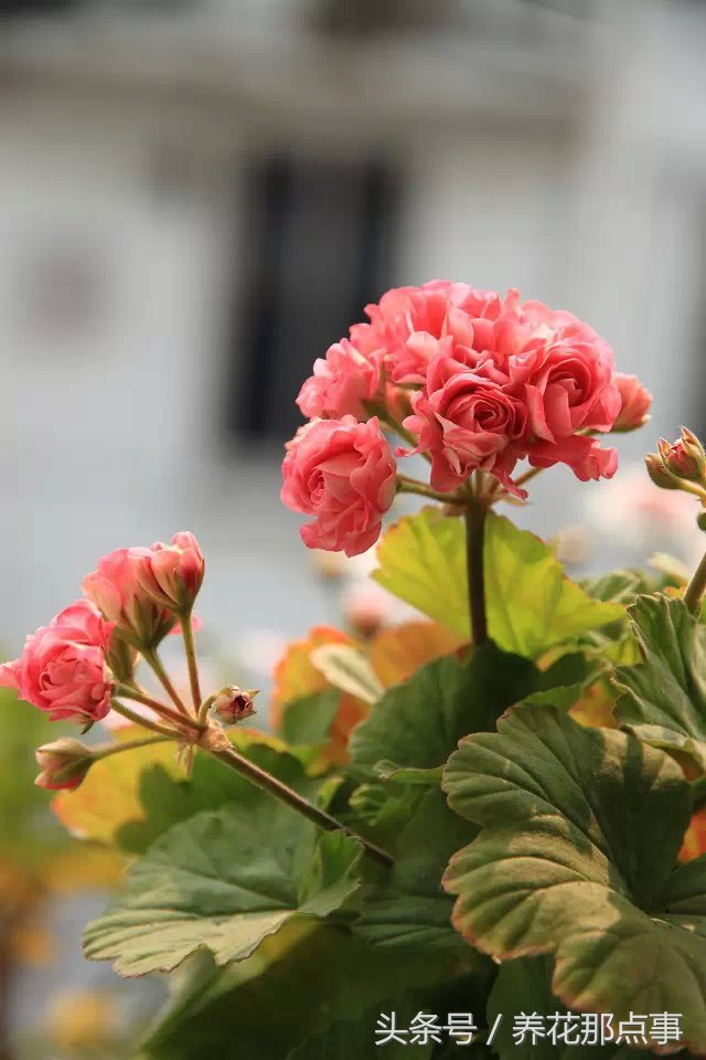 鍏ュ啲闃冲彴鑺辨捣,鍏ュ啲杩樿兘鐪嬪埌鑺辨捣