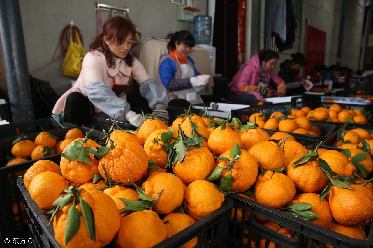 盘点两种颜值很丑的水果,4种难以下咽的水果长相也奇葩
