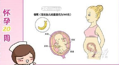 胎儿在母体内的生活,胎儿在母体里一天最多能长多少