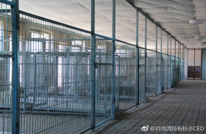 纯血统拉布拉多赛级犬白色购买 (宠物市场怎么挑选拉布拉多犬)