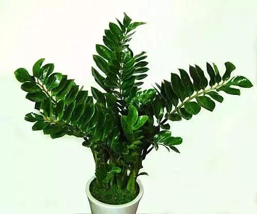 金钱树的养殖方法与技巧,金钱树的养殖方法和注意事项