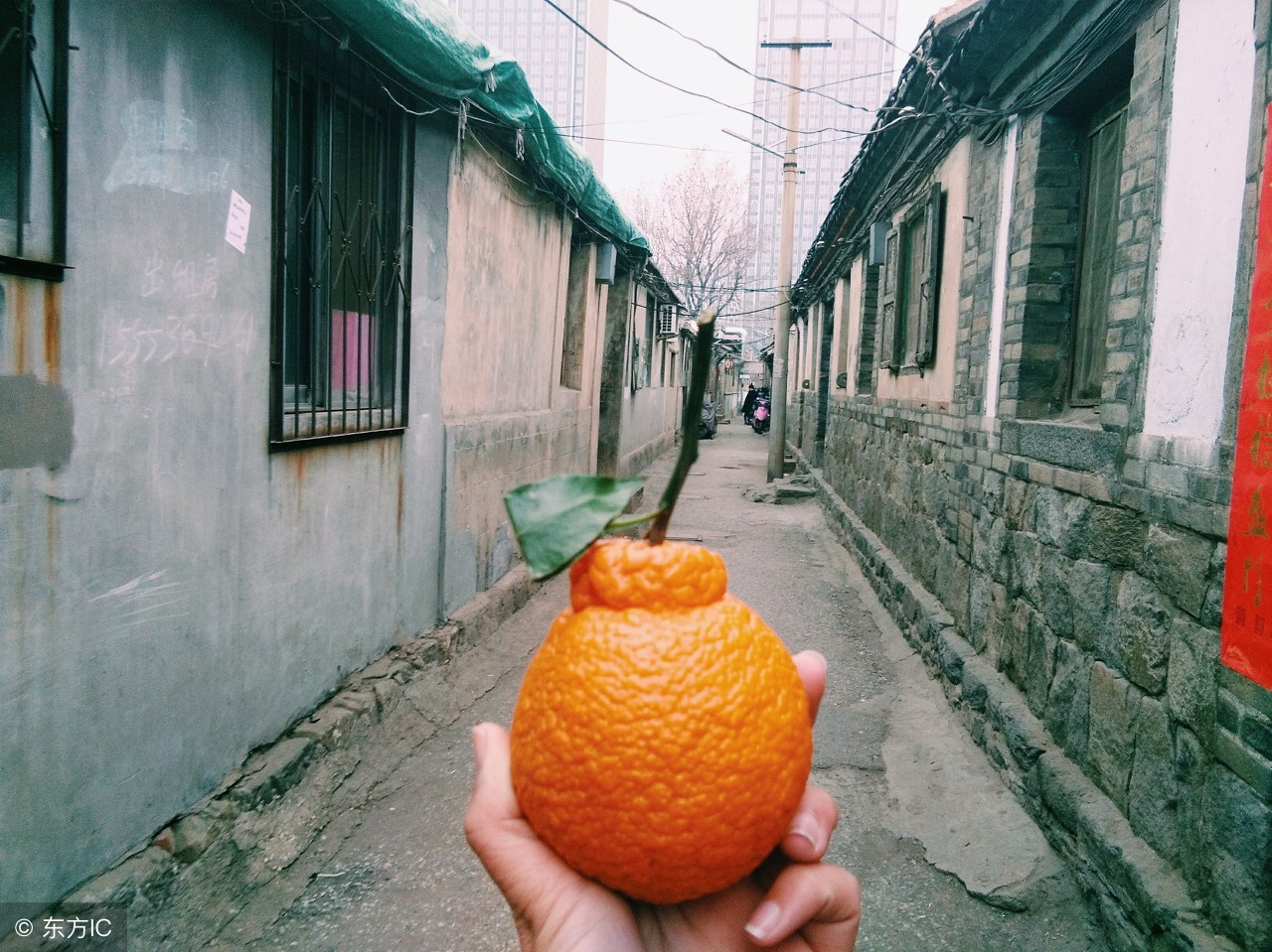 盘点两种颜值很丑的水果,4种难以下咽的水果长相也奇葩