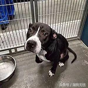 上班没时间怎么照顾小奶狗,上班族如何照顾好自己的狗狗