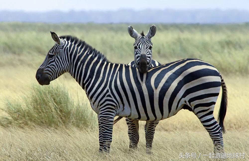 长隆野生动物世界游玩北门攻略,长隆野生动物世界旅游攻略路线