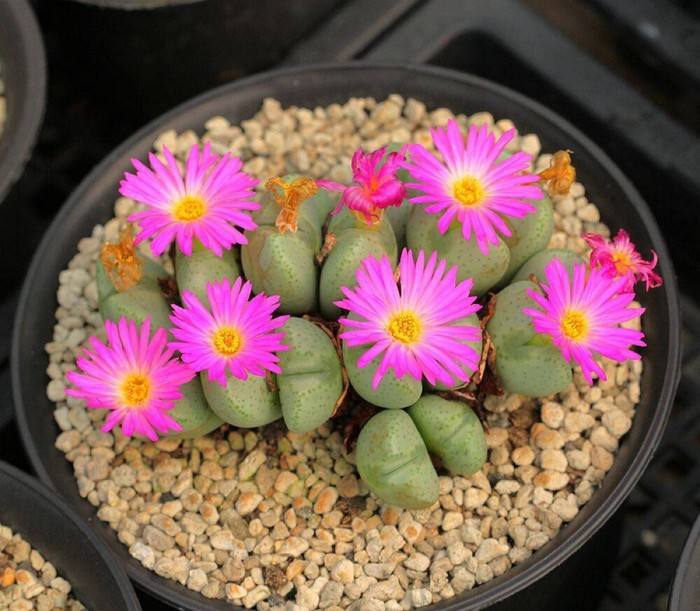 多肉生石花绿色是什么品种,多肉植物生石花干瘪软