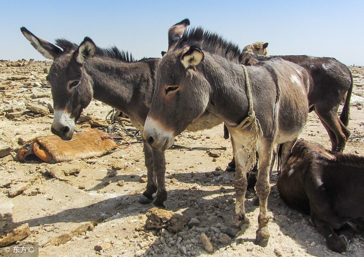 2018农村养殖业什么最赚钱？适合农村养殖业的项目。
