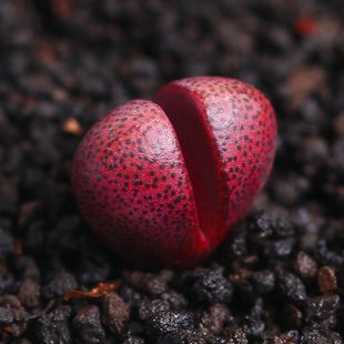 多肉生石花开花后会怎样,生石花多肉中间是空的