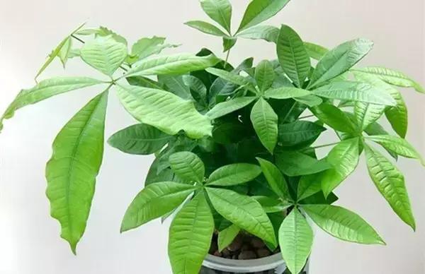 这八种植物养在家里,镇宅守业,招财进宝