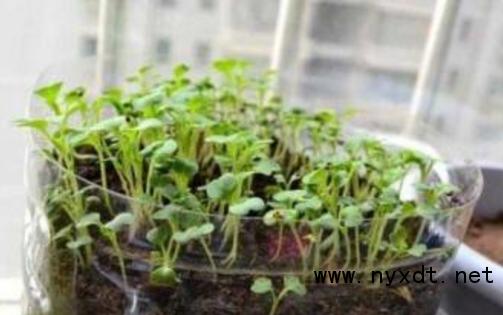 鸡毛菜工厂化种植新技术,鸡毛菜种植盆栽全过程