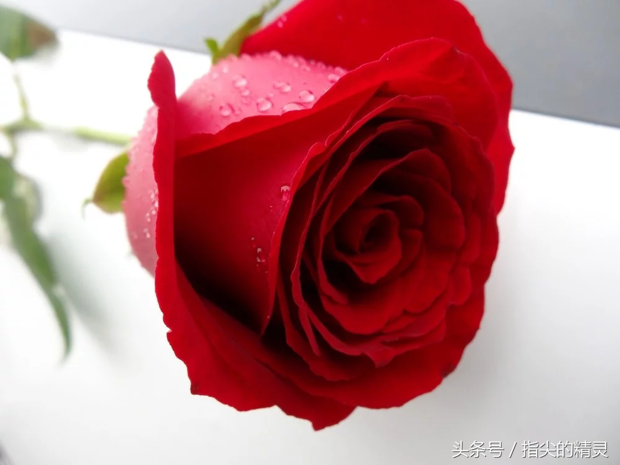 拍摄花卉组图大全,冬天拍玫瑰花图片大全