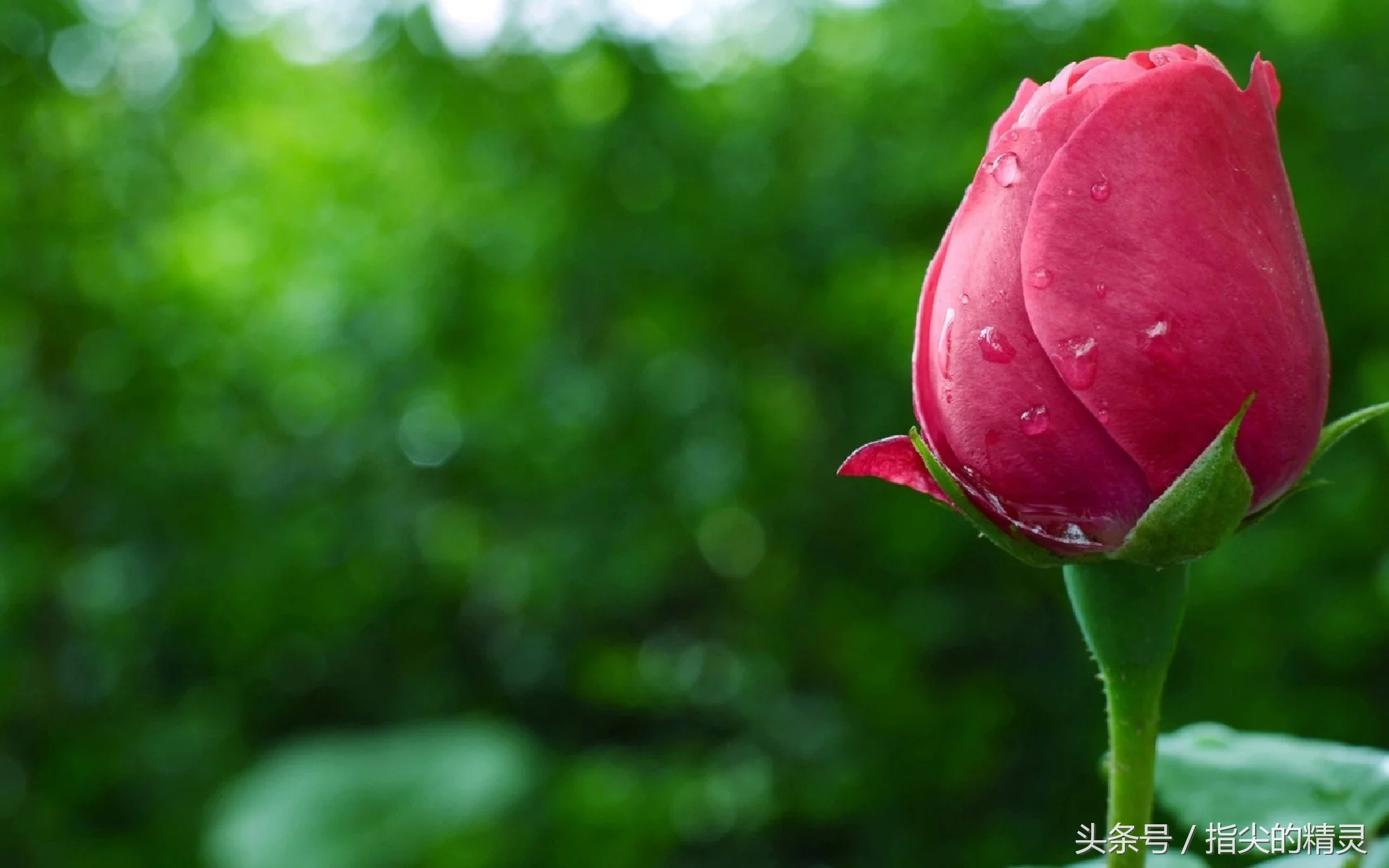 拍摄花卉组图大全,冬天拍玫瑰花图片大全