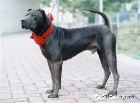 狗年说狗漫谈中国古代的狗,狗年说狗相声