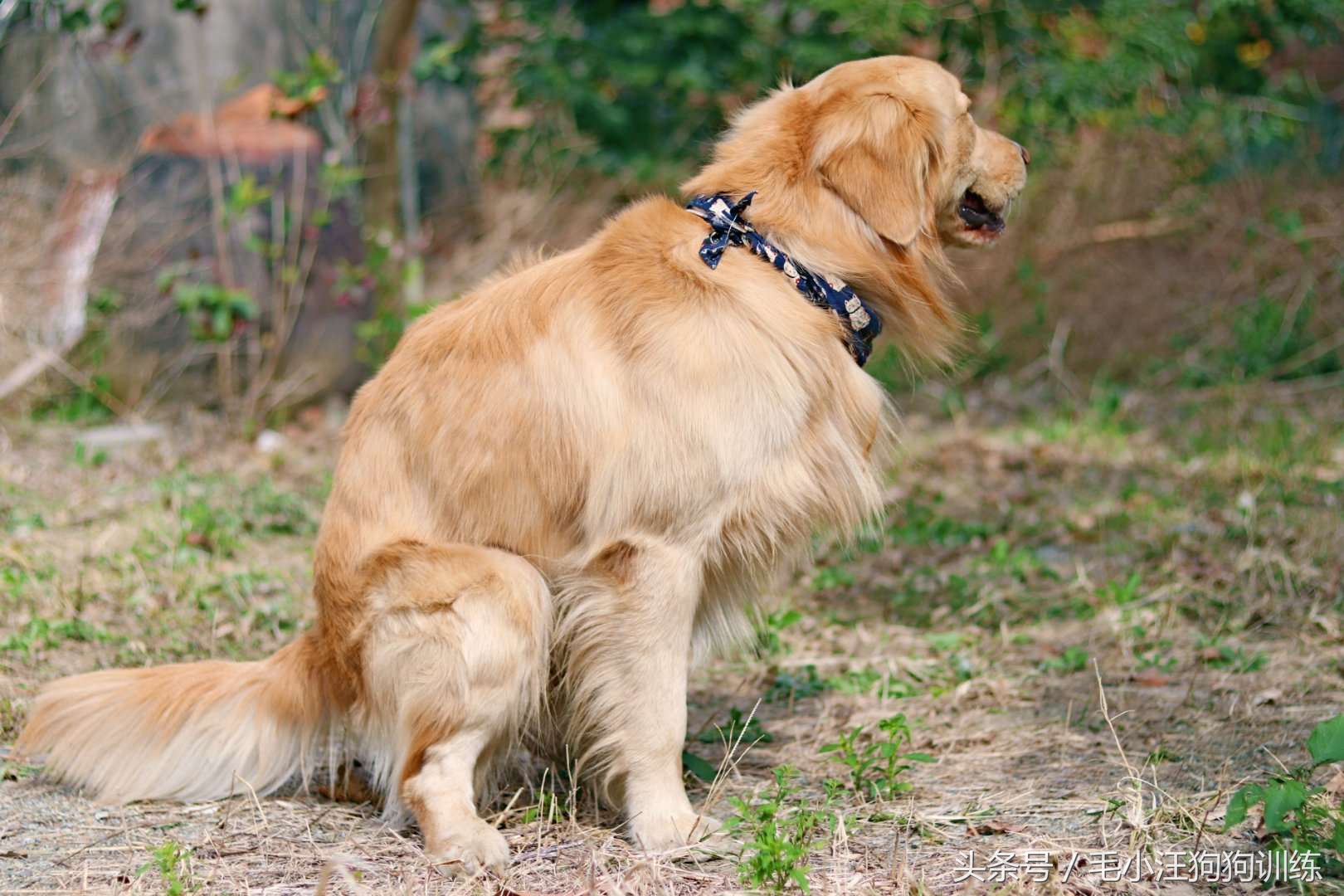 狗狗是怎么理解离别?铲屎官们纷纷讲述自家狗子的故事~