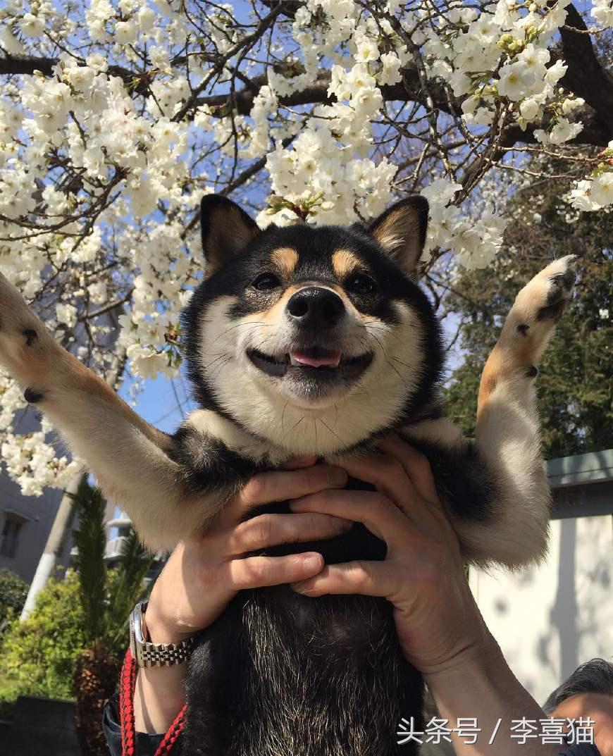 狗年就要到啦,超萌柴犬祝大家每天笑容满面无忧无虑!