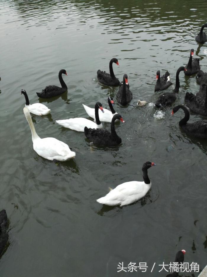 长隆野生动物园含水上乐园,长隆野生动物园大马戏飞鸟乐园