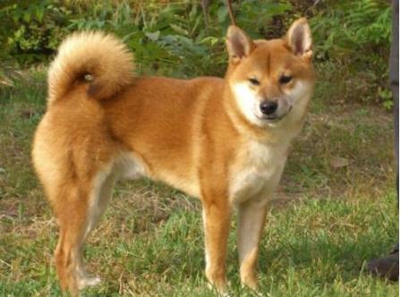 狗年养什么宠物,什么狗是旺财旺家的好狗