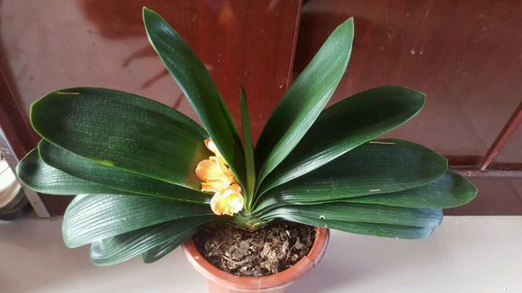 家里养的花死了怎么救活,家里养的花死了一生不愁吃穿