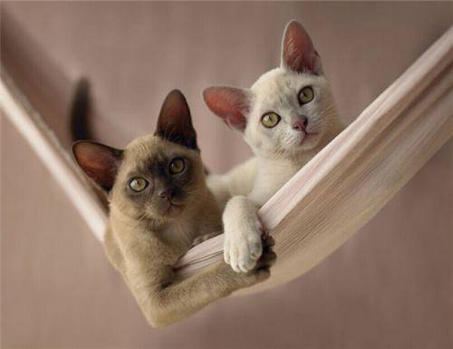 浣犵殑鐚吇鐨勫拫鏍蜂簡,浣犵殑鐚挭椹辫櫕浜嗗悧