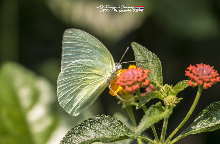 泰国清迈县旅行者,清迈佛寺之城等你采撷的泰北玫瑰