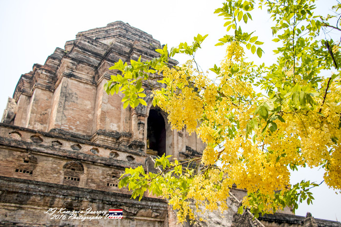 清迈佛寺之城等你采撷的泰北玫瑰,清迈环球旅行家
