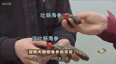 90年代300万养海参,东北小伙花费上亿养海参