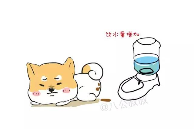 小狗狗得了肠胃炎吃什么食物,狗狗得了肠胃炎期间吃什么饭