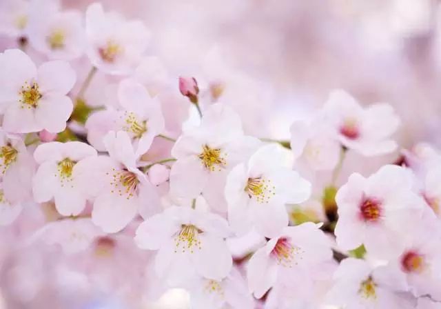 赏花蚌埠,蚌埠春季赏花