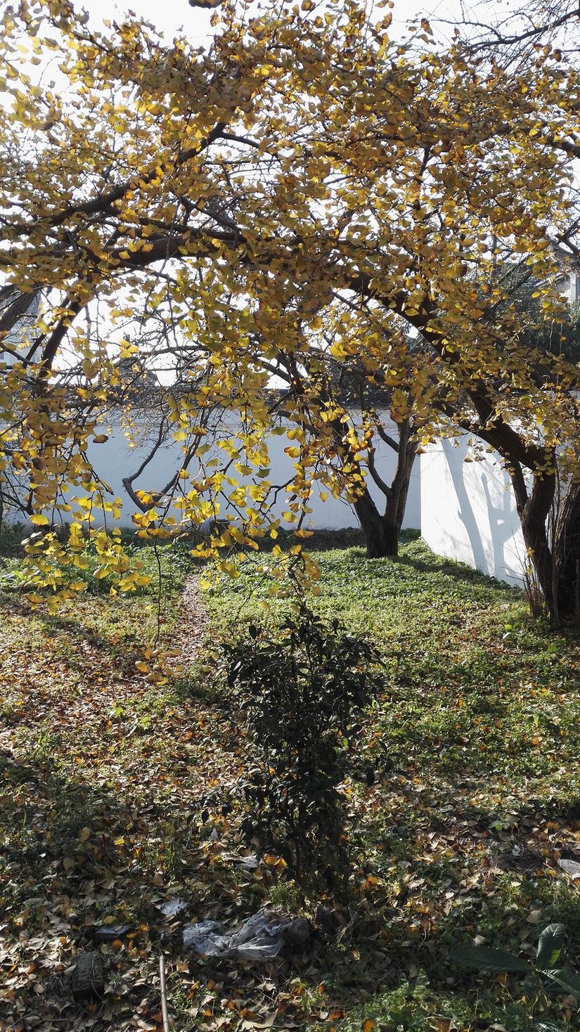 东山哪里的银杏最好看,阳山东山银杏打卡点