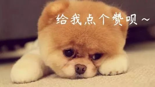 形容鸡年和狗年的歇后语,2019年的歇后语大全