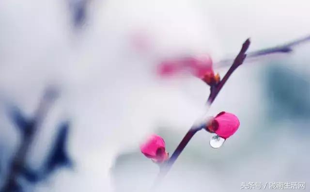 陇南梅园风景区,陇南康县梅园