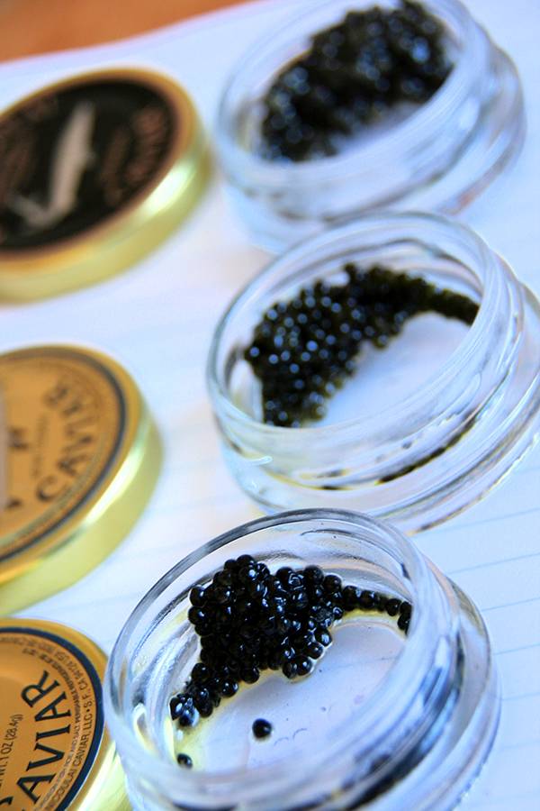 顶级鱼子酱是什么鱼产出来的,世界顶级鱼子酱到底是什么滋味