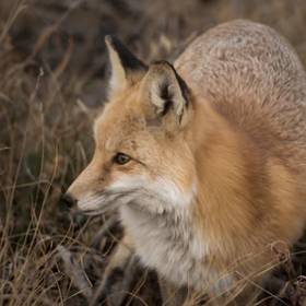 胰岛素笔推药的坏了怎么维修,胰岛素笔坏了怎么补救