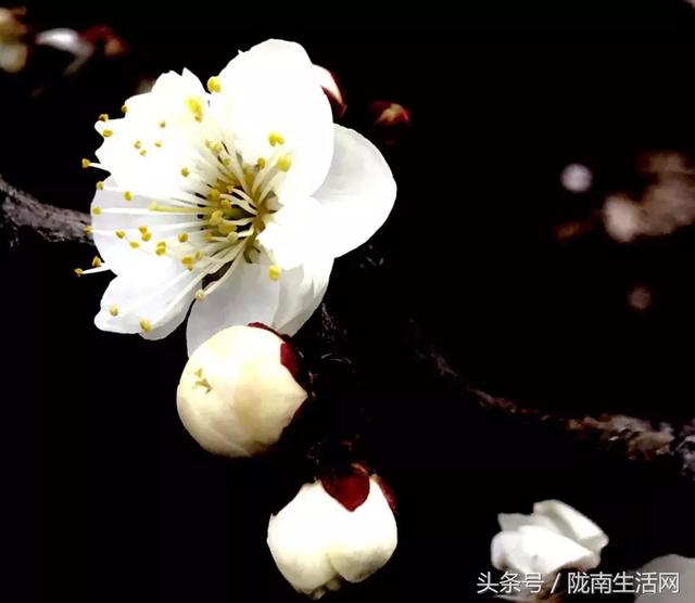 陇南梅园风景区,陇南康县梅园