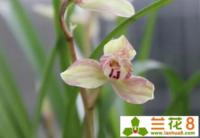 兰花疫病的发病原因,哪些药防治兰花病毒