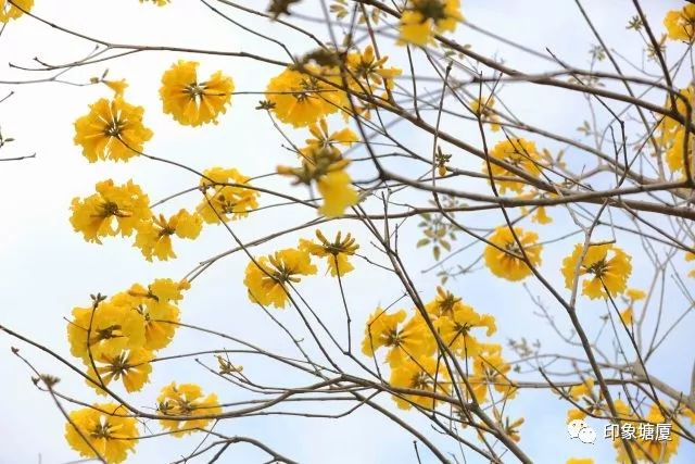 满城尽带黄金甲出处,满城尽带黄金甲