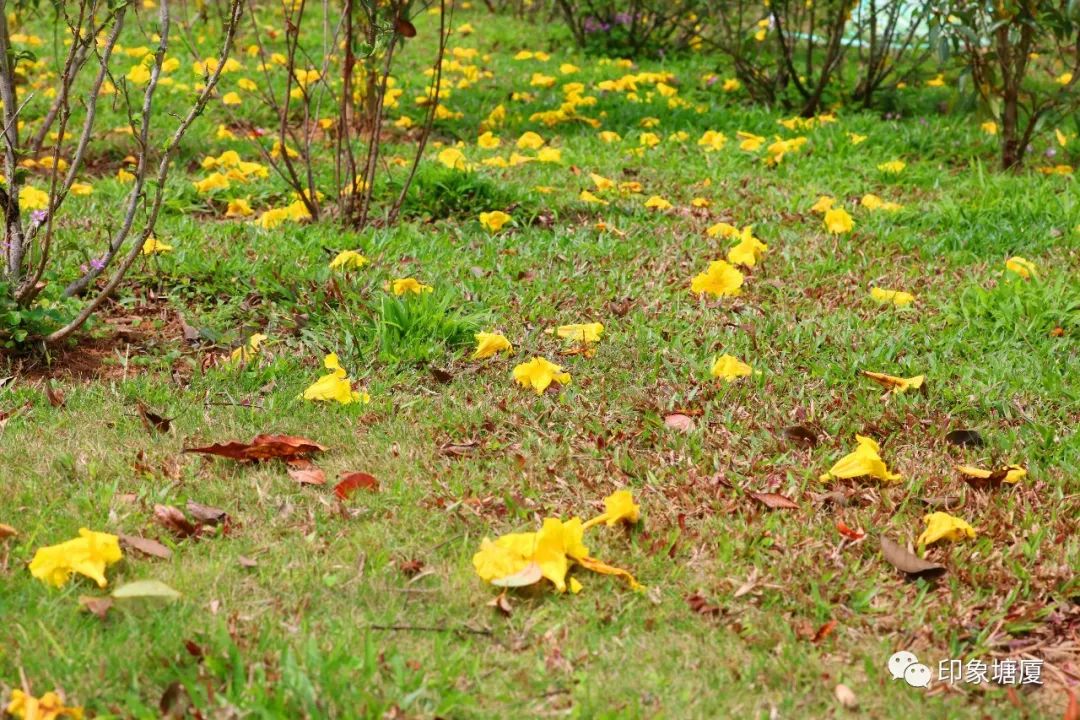 满城尽带黄金甲出处,满城尽带黄金甲