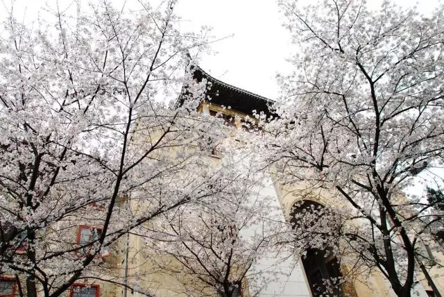 报春技巧,追春的七言诗句