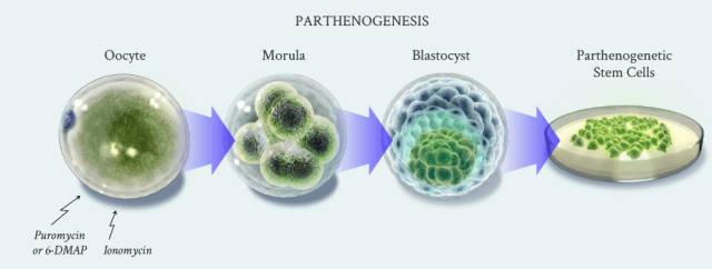中国干细胞临床试验,中国干细胞最新案例