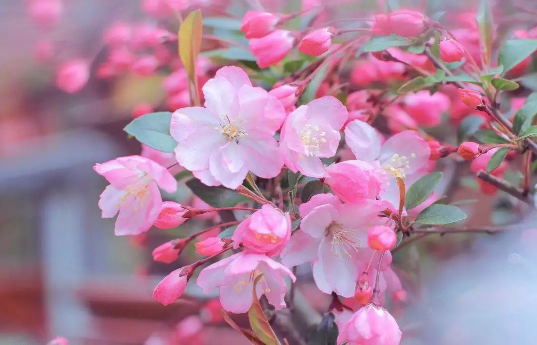 10涓ソ鐪嬬殑鑺辨捣鍦扮偣鎺ㄨ崘,蹇呭幓鑺辨捣鎺ㄨ崘娴极鑺辨捣